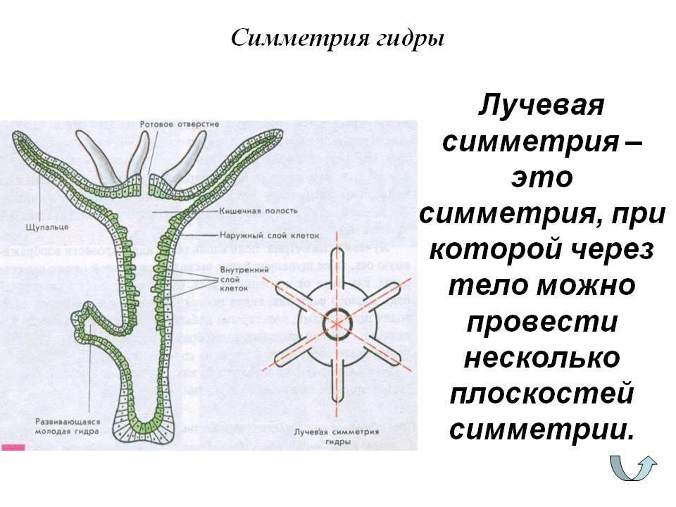 BlackSprutruzxpnew4af onion вход